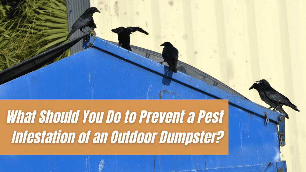 What Should You Do to Prevent a Pest Infestation of an Outdoor Dumpster